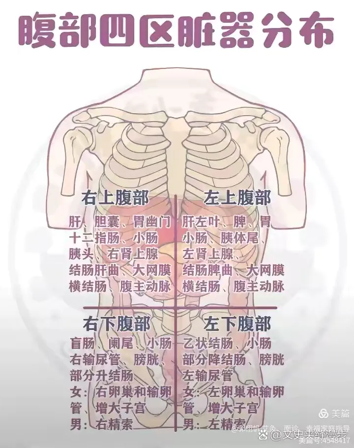 人体腹部对应脏腑位置